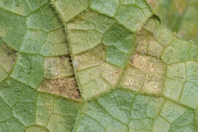 Falscher Mehltau (Pseudoperonospora cubensis) an Gurken