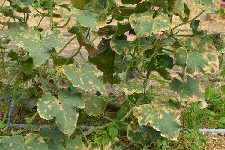 Falscher Mehltau (Pseudoperonospora cubensis) der Gurke