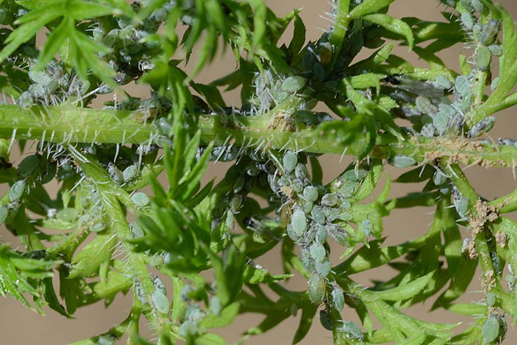 Möhrenblattläuse (Semiaphis dauci) auf  Karotten