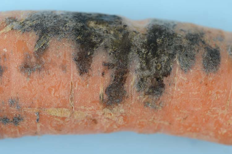 Schwarze Wurzelfäule (Thielaviopsis basicola) auf Karotten