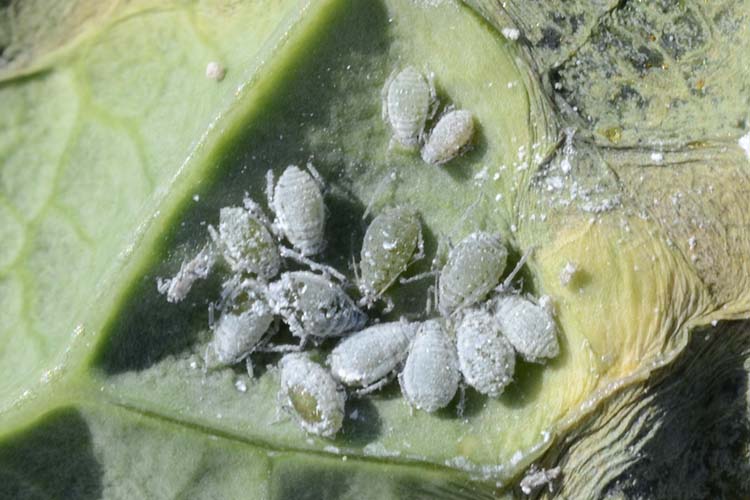 Mehlige Kohlblattlaus (Brevicoryne brassicae) an Wirz