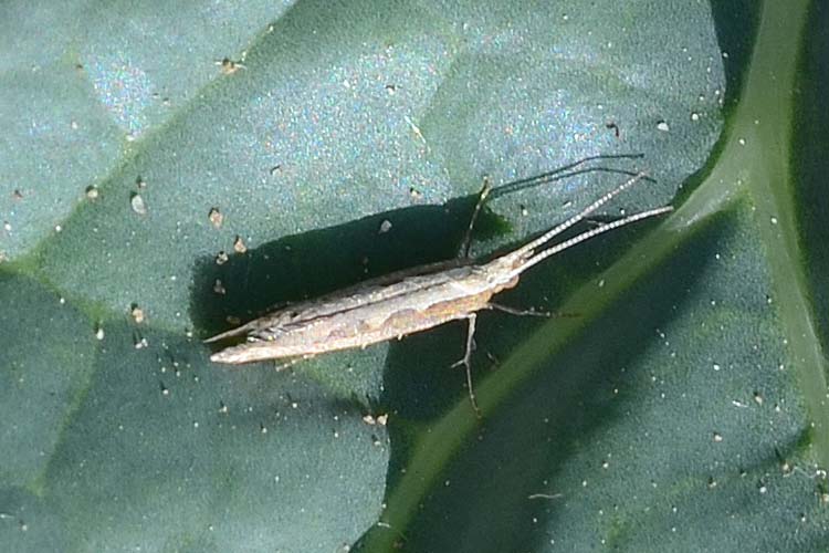 Kohlmotte (Plutella xylostella) Adultes Insekt