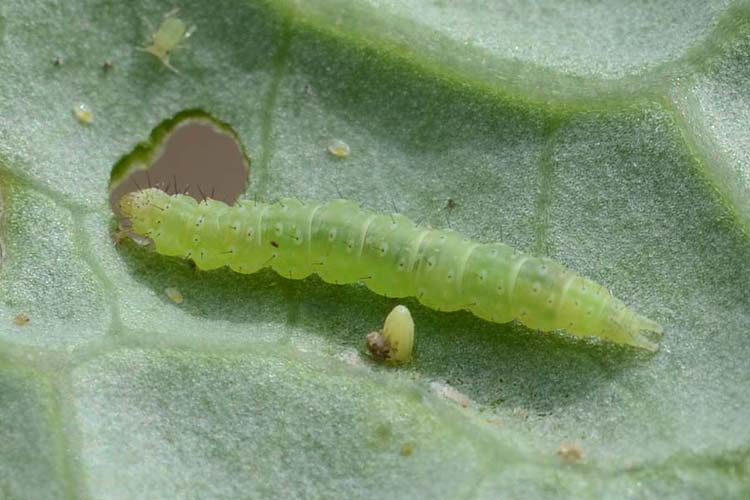 Kohlmotte (Plutella xylostella) Raupe
