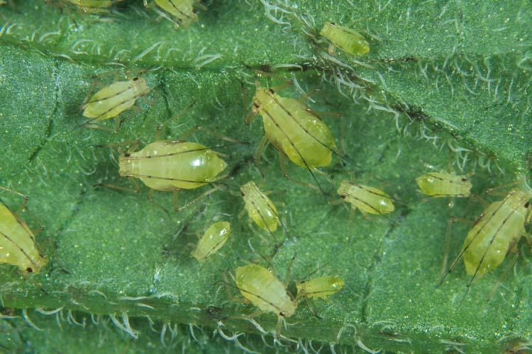 Grünfleckige Kartoffellaus (Aulacorthum solani) Cattlin (Alamy)