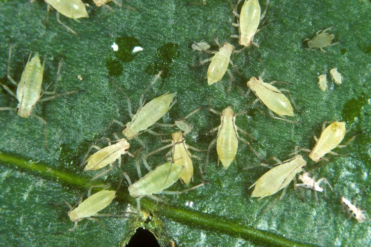Grünstreifige Kartoffellaus (Macrosiphum euphorbiae) Cattlin (Alamy)