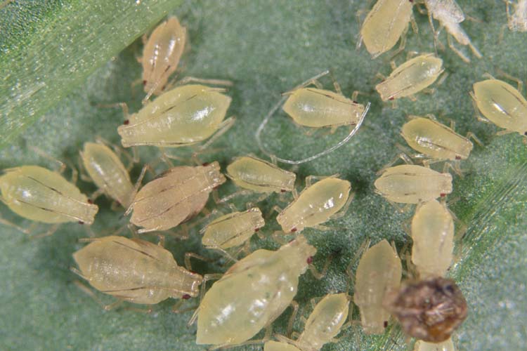 Grüne Pfirsichblattlaus (Myzus persicae) Cattlin (Alamy)