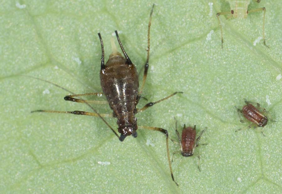 Braune Gänsedistelblattlaus (Uroleucon sonchi)