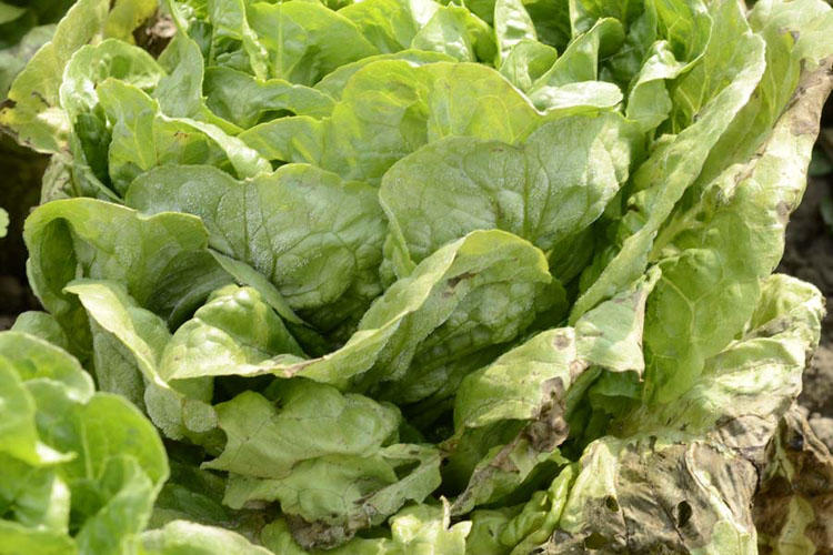 Falscher Mehltau (Bremia lactucae) an Kopfsalat