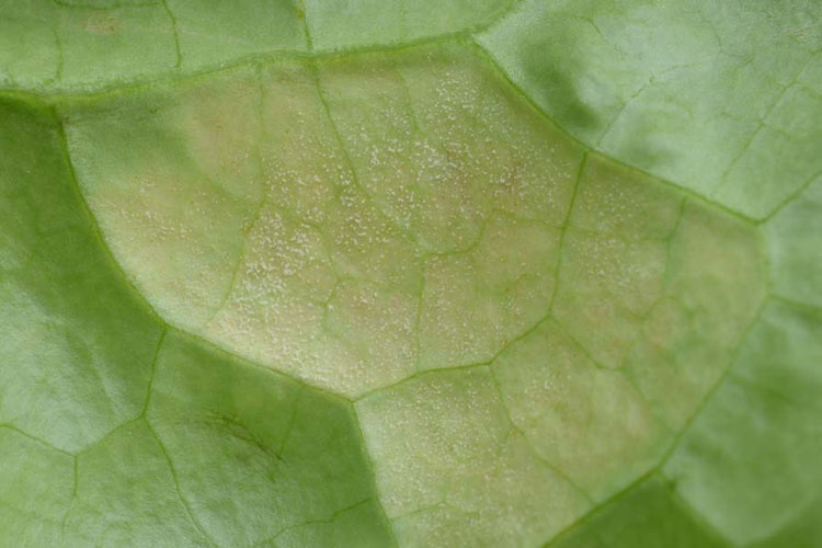 Falscher Mehltau (Bremia lactucae) an Kopfsalat, Blattunterseite