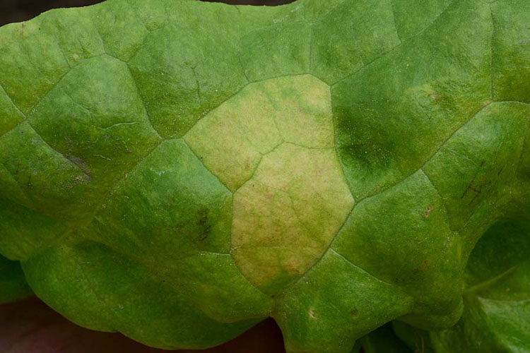 Falscher Mehltau (Bremia lactucae) an Kopfsalat, Blattoberseite