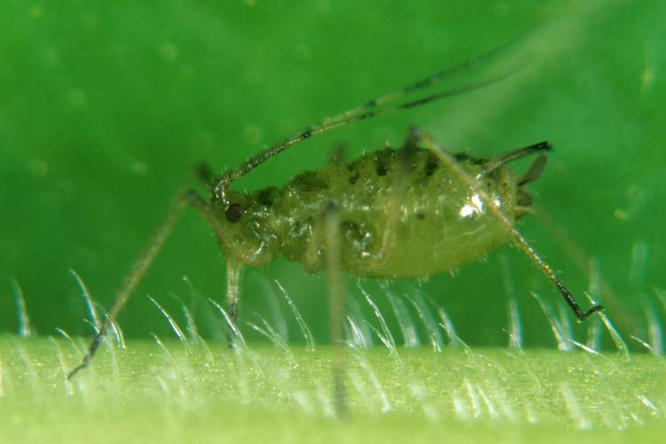 Grosse Johannisbeerblattlaus (Nasonovia ribisnigri) auf Salat