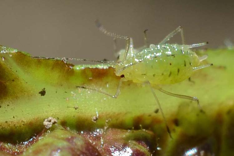 Grosse Johannisbeerblattlaus (Nasonovia ribisnigri) auf Salat