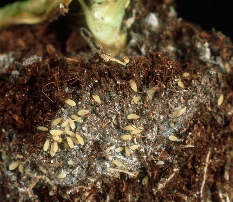 Salatwurzellaus (Pemphigus bursarius)