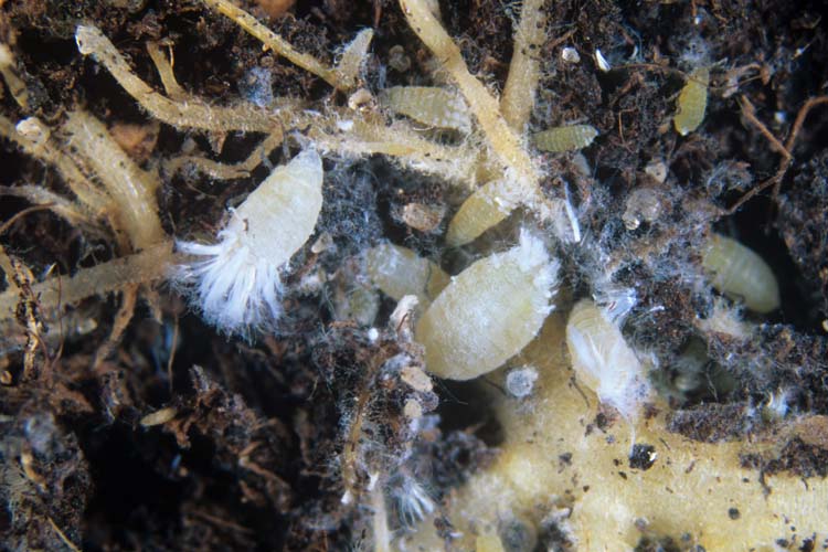 Salatwurzellaus (Pemphigus bursarius)