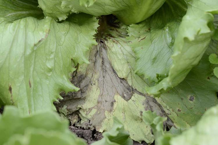 Schwarzfäule (Rhizoctonia solani) an Eisbergsalat
