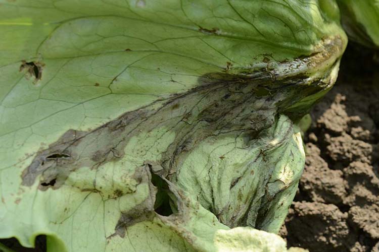 Schwarzfäule (Rhizoctonia solani) an Eisbergsalat