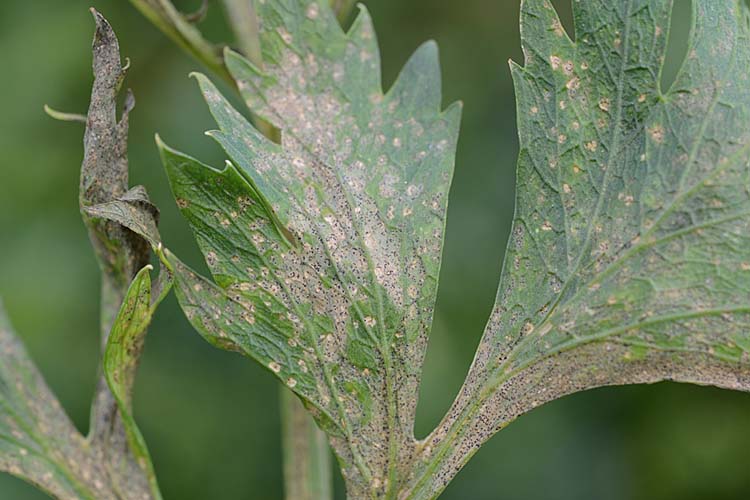 Septoria-Blattfleckenkrankheit (Septoria apiicola) an Sellerie