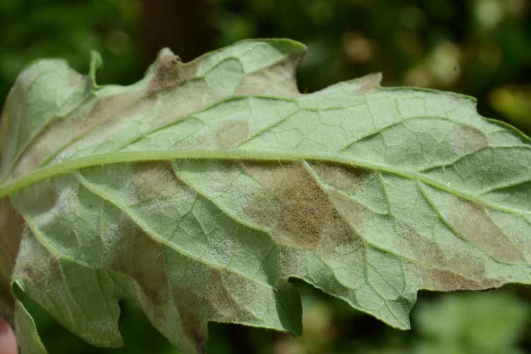 Samtfleckenkrankheit (Passalora fulva) an Tomaten (Blattunterseite)