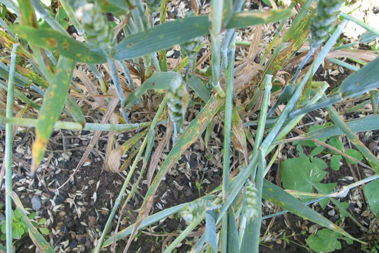 Blattdürre an Weizen (Drechslera tritici-repentis)