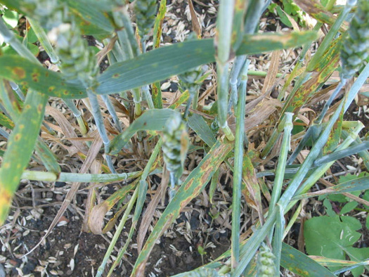 DTR-Blattdürre (Drechslera tritici-repentis) an Weizen (Triticum aestivum)