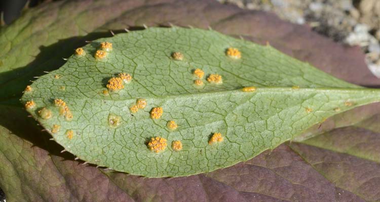 Schwarzrost (Puccinia graminis) an Berberitze: Aecidien