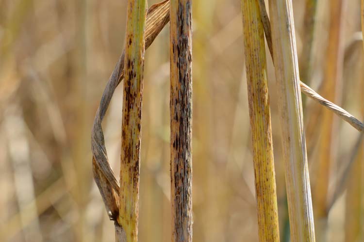 Schwarzrost an Roggen (Puccinia graminis) 