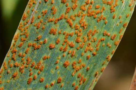 Weizenbraunrost (Puccinia triticina)