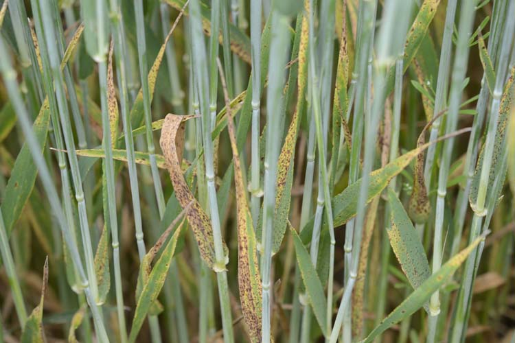Sprenkelnekrose (Ramularia collo cygni) an Gerste