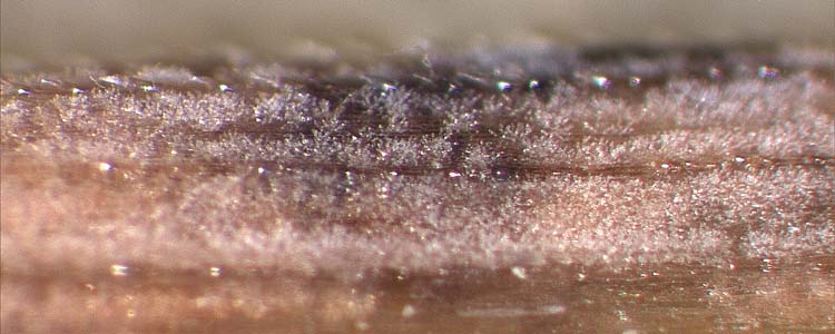 Sprenkelnekrose (Ramularia collo-cygni) an Gerste: Konidienträger und Konidien