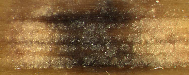 Sprenkelnekrose (Ramularia collo-cygni) an Gerste: Konidienträger und Konidien