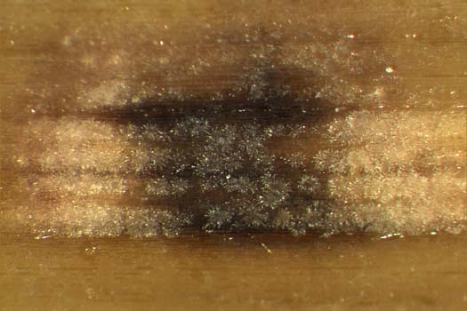 Sprenkelnekrose an Gerste (Ramularia collo-cygni): Konidien