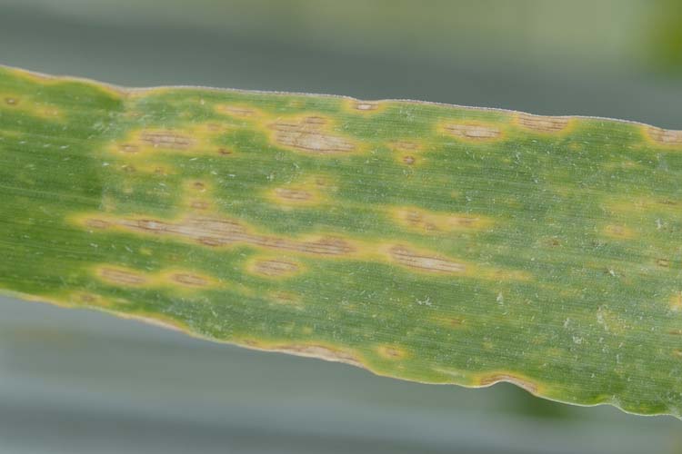 Ramularia Blattflecken (Ramularia collo cygni) an Roggen