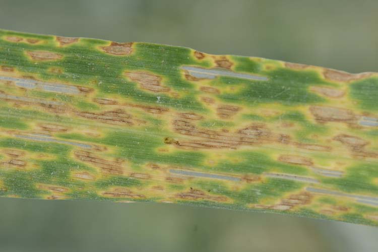 Ramularia Blattflecken (Ramularia collo cygni) an Roggen