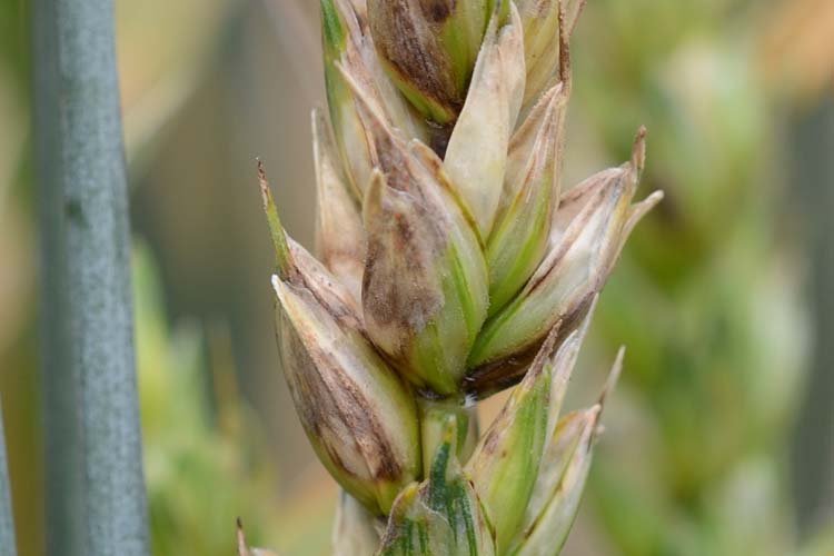 Blatt- und Spelzenbräune (Septoria nodorum) Weizen