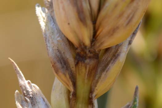 Blatt- und Spelzenbräune des Weizens (Septoria nodorum)
