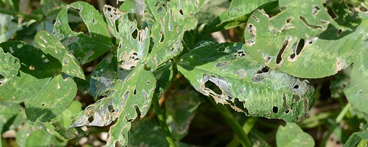 Schneckenfrass an Weissklee (Trifolium repens)