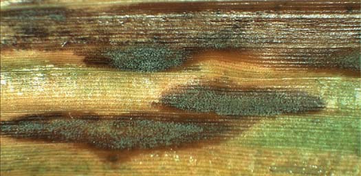 Blattflecken an Rispenhirse (Magnaporthe grisea)