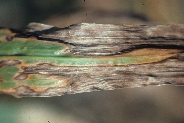 Blattflecken (Magnaporthe grisea) an Rispenhirse