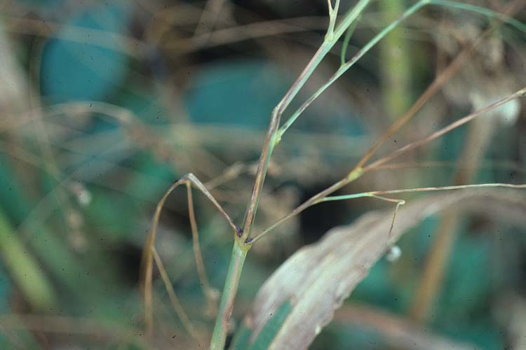 Blattflecken (Magnaporthe grisea) an Rispenhirse