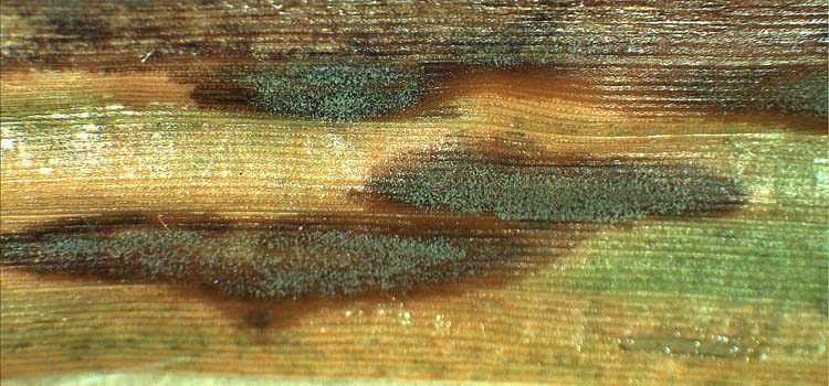 Blattflecken (Magnaporthe grisea) an Rispenhirse: Konidien