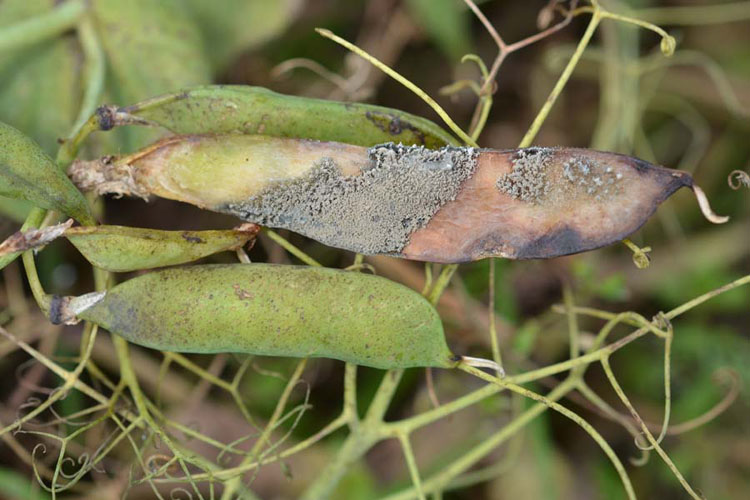 Grauschimmel (Botrytis cinerea) Erbsen