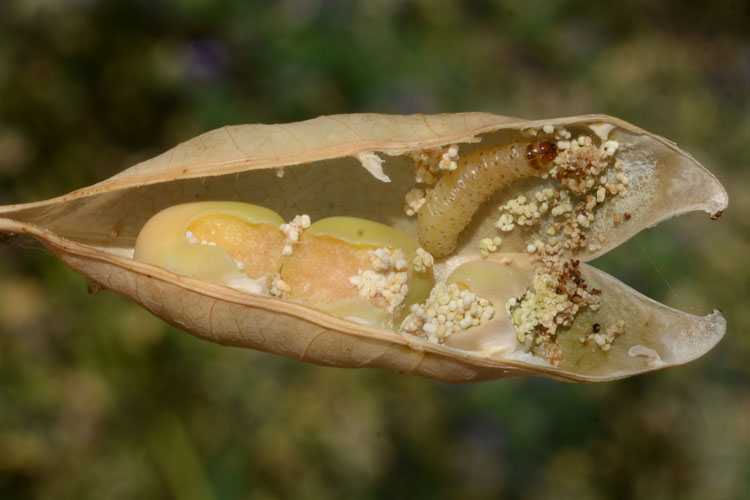 Erbsenwickler (Cydia nigricana) Erbsen
