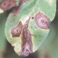 Braunfleckenkrankheit (Stemphylium sarciniformae)