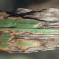Blattflecken an der Rispenhirse (Magnaporthe grisea)