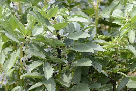 Schwarze Bohnenblattlaus an Ackerbohnen (Aphis fabae)