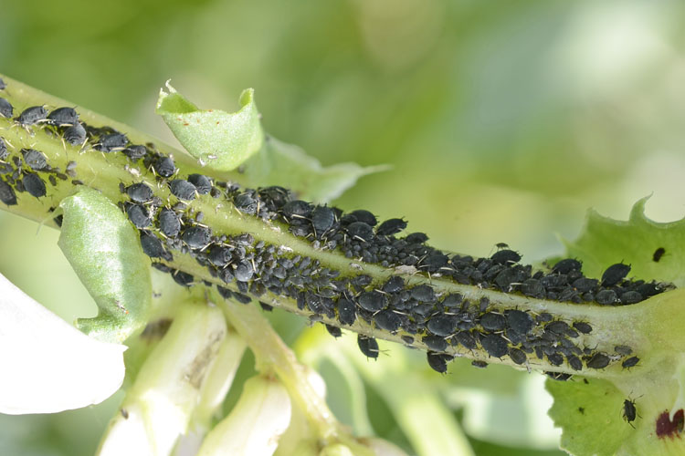 Schwarze Bohnenblattlaus (Aphis fabae) Ackerbohnen