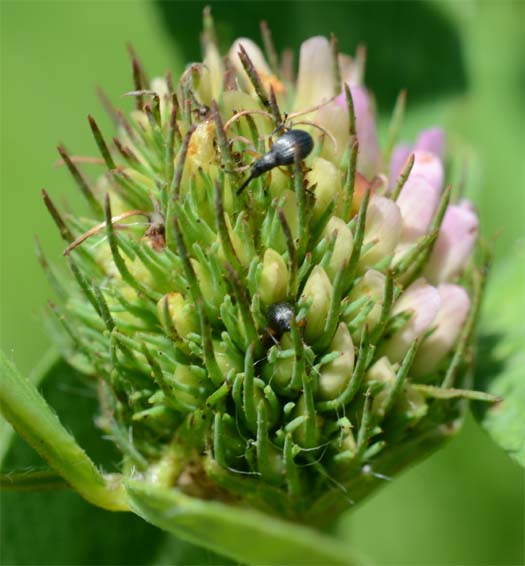Kleespitzmäuschen (Apion apricans) an Rotklee (Trifolium pratense)