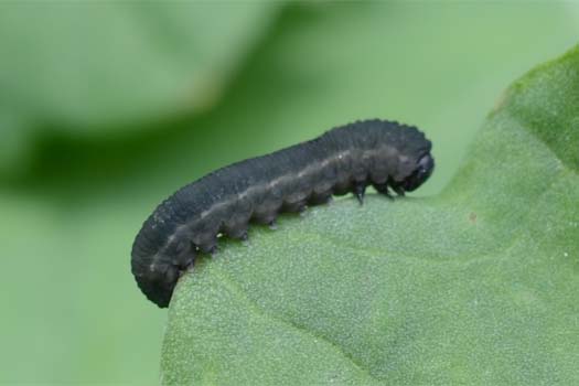 Rübsenblattwespe (Athalia rosae)