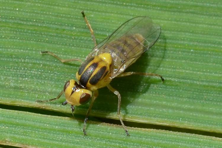 Gelbe Getreidehalmfliege (Chlorops pumilionis) Weizen