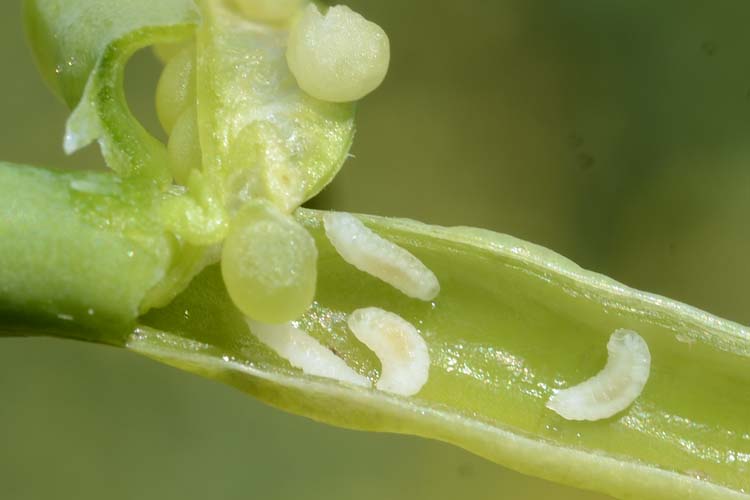 Kohlschotengallmücke (Dasineura brassicae) an Raps